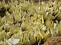 Mud-puddling from the dry stream bed in Aralam Wildlife Sanctuary, Kerala, India.