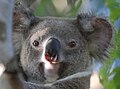 Un koala (verticale).