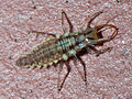 Mottled wingless insect with large mandibles and numerous setae.