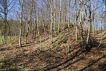 Talus recouvert d'arbre.