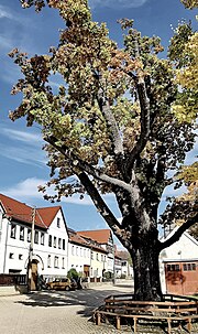 Naturdenkmal Eiche in Lausnitz