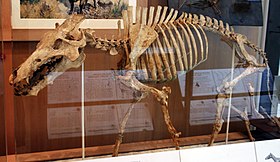 Esqueleto de Archaeotherium mortoni