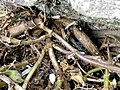 Detail of woody stems growing out of crevice in church gate wall.