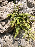 Asplenium_trichomanes.JPG