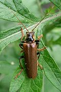 Lycocerus suturellus