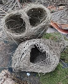 two unused bird nest