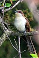 Black-billed Cuckoo, Stony Brook, NY