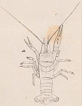 Line drawing of a lobster-like animal