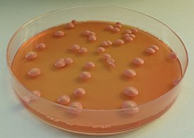 Колонии дрожжей Brettanomyces bruxellensis на агаре с флоксином B.