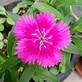 dark pink colored Dianthus chinensis