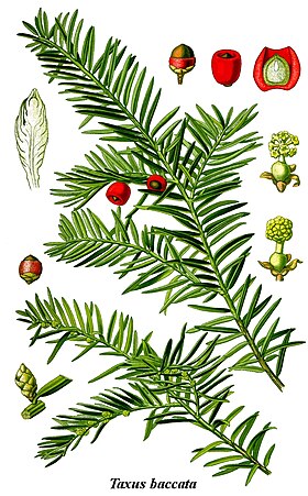 Ilustração científica de Taxus baccata