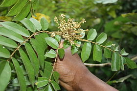 Cnestis ferruginea