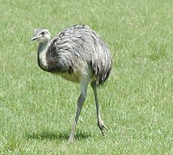 Nandu (Rhea americana)