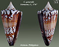 Conus generalis Linnaeus, C., 1767