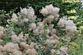 Albero della nebbia (Cotinus coggygria)