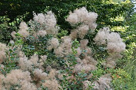 Scumpie (Cotinus coggyria)