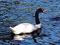 Black-necked swan