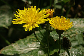 Kanaren-Pippau (Crepis canariensis), im Botanischen Garten Berlin im Juni 2006 fotografiert von Rüdiger Kratz († 17. Dezember 2006)