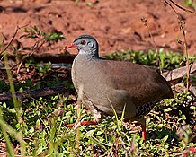 Small-billed tinamou