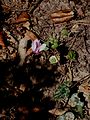 Cyclamen purpurascens