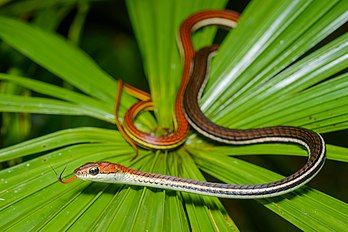 Serpent de l'espèce Dendrelaphis caudolineatus, colubridé indomalais. (définition réelle 6 161 × 4 112)