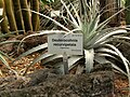 Spécimen au jardin botanique de Heidelberg.