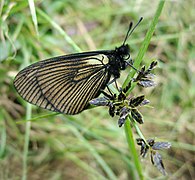 Mariposa en verano