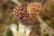 Adult, ventral view of wings.