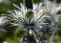 Eryngium alpinum, fiore