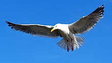 European seagull on the coast of North Sea