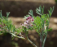 Description de l'image Fumaria vaillantii flower (08).jpeg.