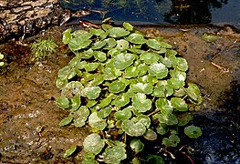 Wassernabel (Hydrocotyle vulgaris)