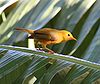 Golden White-Eye