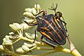 Graphosoma interruptum.