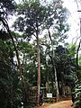 Quatro guanandis, Jardim Botânico de São Paulo-SP