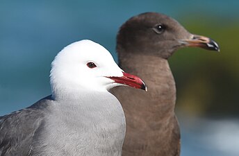 Adult with juvenile