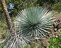 Hesperoyucca whipplei ssp. parishii