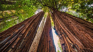 Humboldt Redwoods State Park