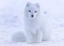 Arctic fox (Vulpes lagopus)