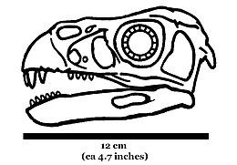 Az Incisivosaurus restaurálva (Portia Sloan)