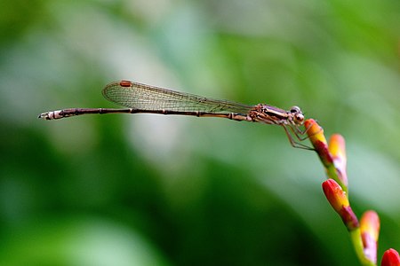 young male