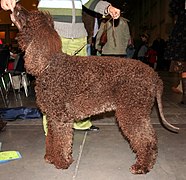 Perro de agua irlandés