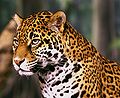 Le jaguar est une espèce menacée dont l’habitat naturel se situe sur le continent américain.