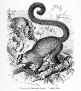 Grayscale drawing of lemurs