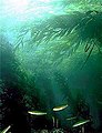Image 56Kelp forests can provide shelter and food for shallow water fish (from Coastal fish)