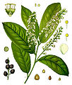 Illustrazione di Prunus laurocerasus