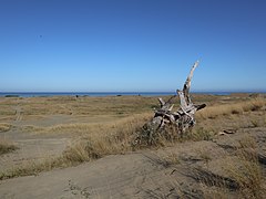 Laoag Sand Dunes branch marker