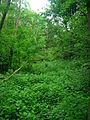 Typical Herb Paris woodland habitat in Ayrshire, Scotland.