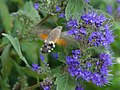 Macroglossum stellatarum, famiglia Sphingidae