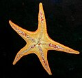 Underside of vermilion sea star
